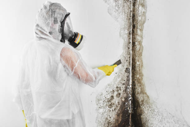 Best Mold Testing  in Needles, CA