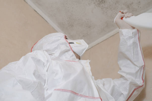 Best Black Mold Removal  in Needles, CA