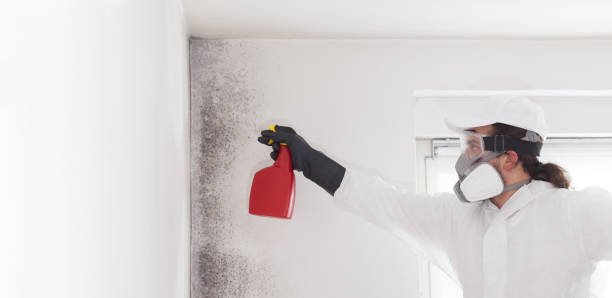 Best Mold Damage Repair  in Needles, CA