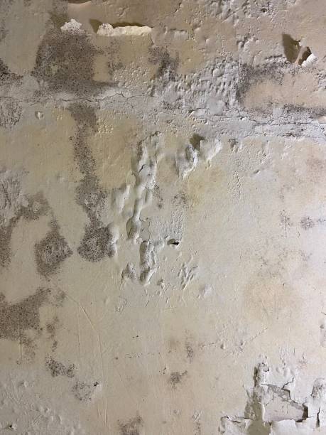 Best Water Damage Restoration  in Needles, CA